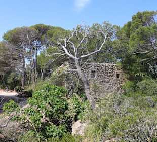 Umgebung Leuchtturm  Cala Ratjada