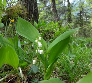 Maiglöckchen im Gesäuse Richtung Haindlkarhütte
