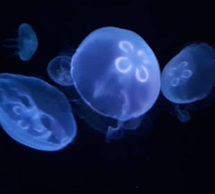 Aquarium