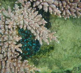 Acropora mit Muschel