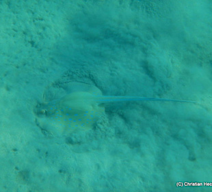 Direkt beim schnorcheln gesichtet