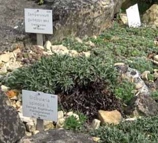 Alpinum