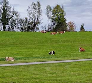 Wandern Uffing am Staffelsee