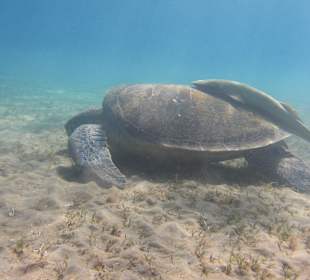 Riesenschildkröte am Strand Abu Dabbab