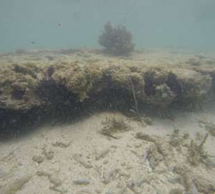 Schnorcheln 10m vorm Hotel Strand