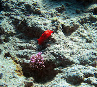 Lighthouse: Spanische Tänzerin