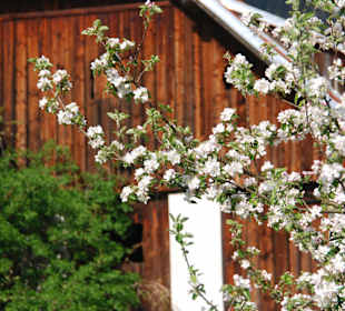 Blütenmeer am Ossiacher See