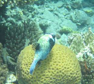 Maskenkugelfisch an Hirnkoralle