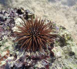 Co można napotkać w wodzie