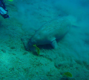 Das Dugong beim fressen in der Seegraswiese