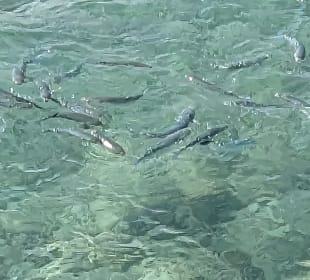 Schnorcheln Makadi Bay