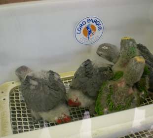 Papageienbabys