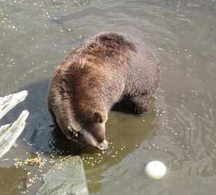 Bären in einer ehemaligen Käranlage, hohe Mauern.