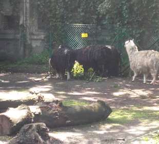 Zoo Wrocław