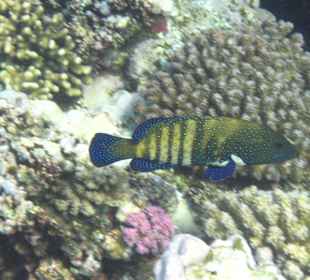 Pfaunen Zackenbarsch