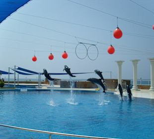 Ausflug Sealanya Delfinshow