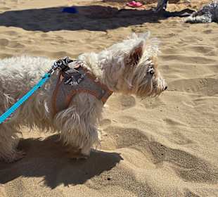 Ein Meter Leine immer so