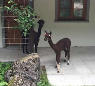 Lamas vor den Hotelzimmern
