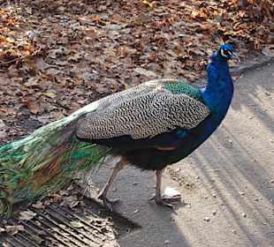 Pfau