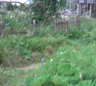 ALB-GOLD Naturgarten