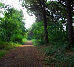Am Wald entlang