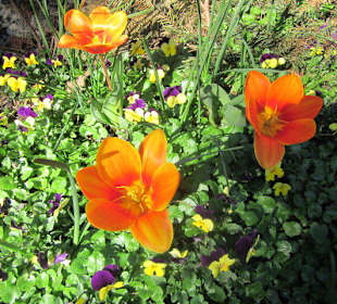 Der Botanische Garten im März 14