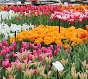 Keukenhof