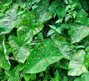 Parque Natural Obô do Príncipe