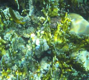 Unterwasserwelt am Tulip Resort