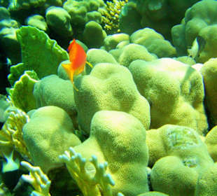 Sternsäulenkoralle am Hausriff Dreams Beach Resort & Dreams 