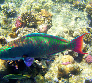 Papageienfisch am Hausriff Dreams Beach Resort & Dreams Vaca