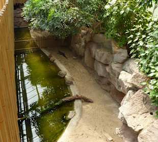 China Alligator Terrarium