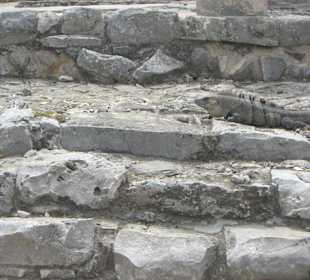 Leguan auf einer Treppe