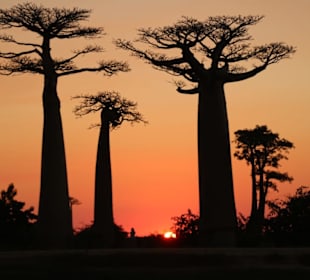 Baobab-Allee zum Sundowner