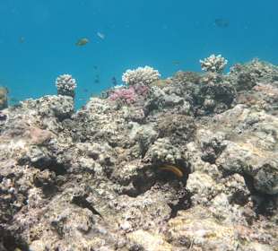 Tauchbasis Tauchen unter Freunden