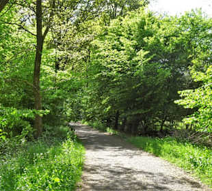 Spaziergang durch den Stadtwald Oldenburg