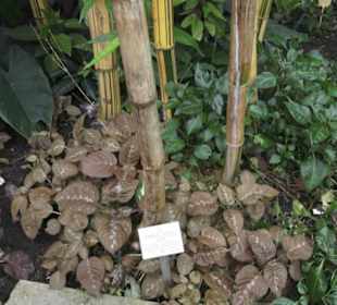 Tropenhaus - Schaugewächs -  Botanischer Garten