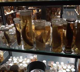 Museum der Naturkunde