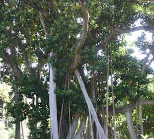 Im botanischen Garten