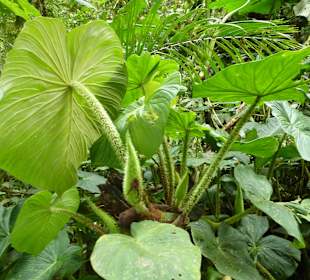 Wanderung durch den Nebelwald/Regenwald