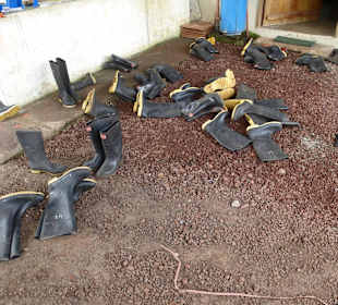 Ohne Gummitiefel geht nichts bei den Schildkröten