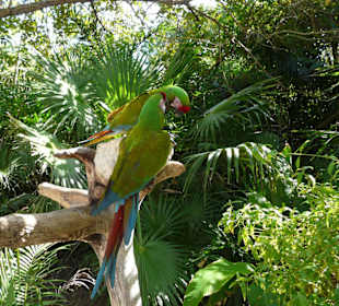 Papagaien