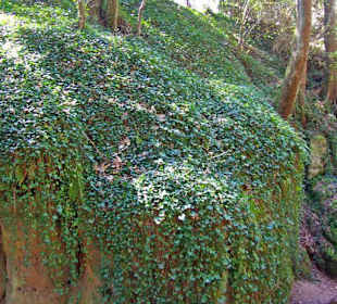 Der Bitterbach im Pegnitztal bei Nürnberg