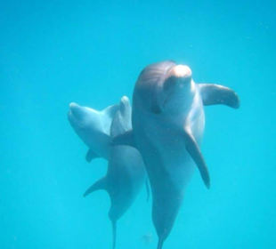 Neugierige Delfine