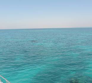 Delfine Delfine Delfine