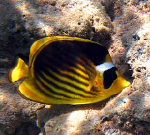 Fische bei der Delphin-Tour