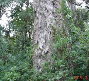 Tsitsikamma National Park