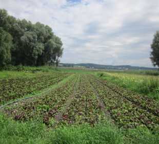 Insel Reichenau Salat