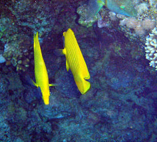 Schnorcheln am Hausriff