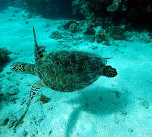 Tauchen Great Barrier Reef - 9